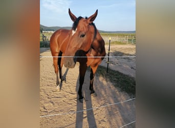 Trotteur allemand, Jument, 4 Ans, 160 cm, Bai