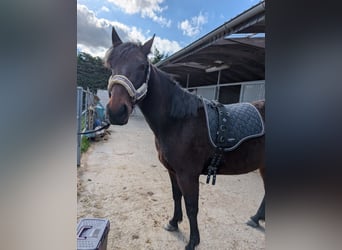 Trotteur allemand, Jument, 5 Ans, 155 cm, Bai brun