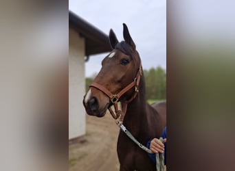 Trotteur allemand, Jument, 5 Ans, 158 cm, Bai