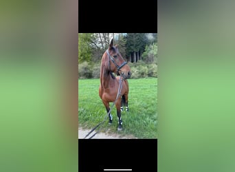 Trotteur allemand, Jument, 5 Ans, 168 cm, Bai