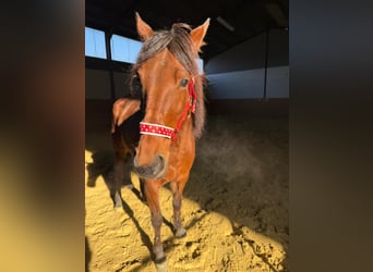 Trotteur allemand, Jument, 6 Ans, 150 cm, Bai