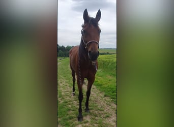 Trotteur allemand, Jument, 7 Ans, 155 cm, Bai