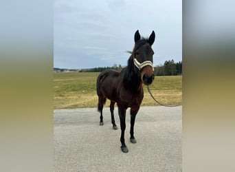 Trotteur allemand, Jument, 7 Ans, 160 cm, Bai brun foncé