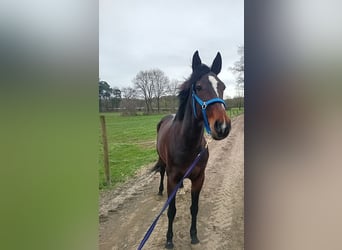 Trotteur allemand, Jument, 7 Ans, 162 cm, Bai brun