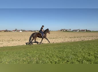 Trotteur allemand, Jument, 7 Ans, 165 cm, Bai brun