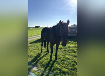 Trotteur allemand, Jument, 7 Ans, 165 cm, Bai brun