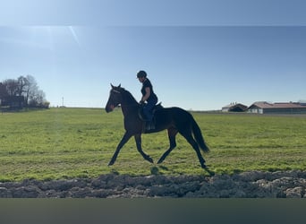 Trotteur allemand, Jument, 7 Ans, 165 cm, Bai brun