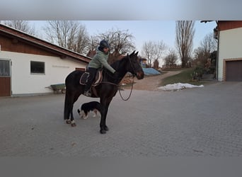 Trotteur allemand, Jument, 7 Ans, 167 cm, Bai brun