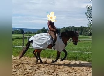 Trotteur allemand, Jument, 8 Ans, 162 cm, Bai