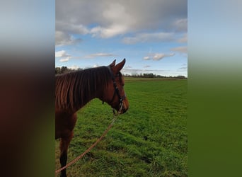 Trotteur allemand, Jument, 8 Ans, 162 cm, Bai