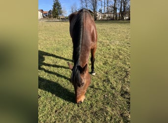 Trotteur allemand, Jument, 8 Ans, 165 cm, Bai