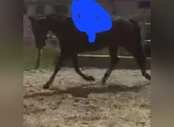 Trotteur allemand, Jument, 8 Ans, 166 cm, Bai brun