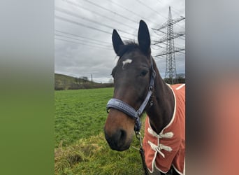 Trotteur allemand, Jument, 8 Ans, 175 cm, Bai