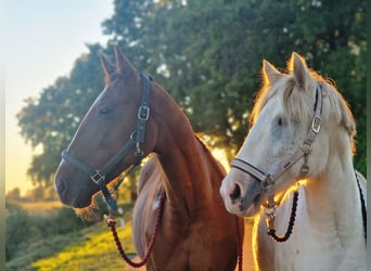 Trotteur allemand, Jument, 8 Ans, 64 cm, Alezan
