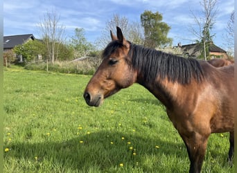 Trotteur allemand, Jument, 9 Ans, 146 cm, Bai