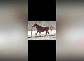 Trotteur allemand Croisé, Jument, 9 Ans, 160 cm, Alezan