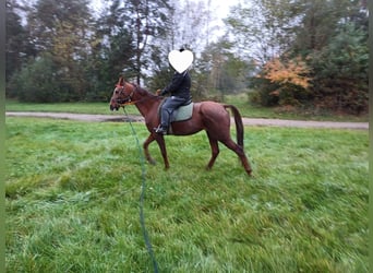 Trotteur allemand, Jument, 9 Ans, 162 cm, Alezan brûlé