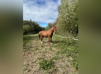 Trotteur français Croisé, Étalon, 4 Ans, 150 cm, Alezan