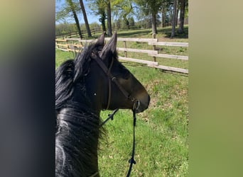 Trotteur français, Hongre, 10 Ans, 160 cm, Bai brun