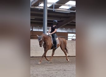 Trotteur français, Hongre, 10 Ans, 162 cm, Alezan