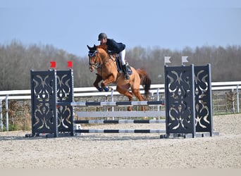 Trotteur français, Hongre, 11 Ans, 162 cm, Alezan brûlé