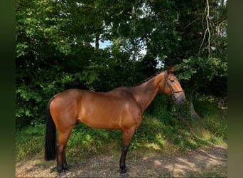 Trotteur français, Hongre, 11 Ans, 175 cm