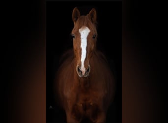 Trotteur français, Hongre, 13 Ans, 170 cm, Alezan