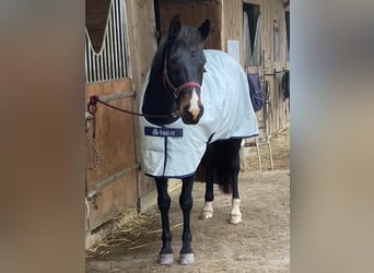 Trotteur français, Hongre, 14 Ans, 160 cm, Bai brun