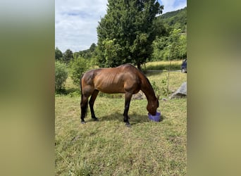Trotteur français, Hongre, 19 Ans, 172 cm, Bai brun