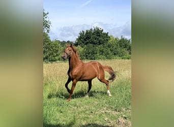 Trotteur français, Hongre, 4 Ans, 160 cm, Alezan