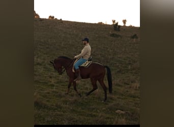 Trotteur français, Hongre, 4 Ans, 165 cm, Bai clair