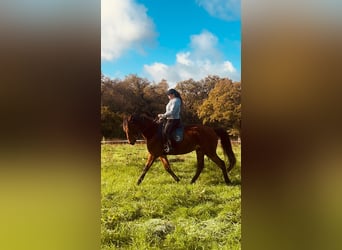 Trotteur français, Hongre, 5 Ans, 160 cm, Bai