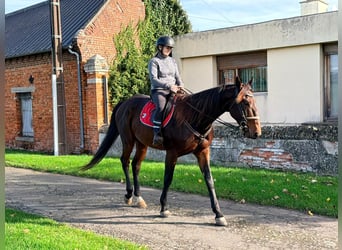 Trotteur français, Hongre, 5 Ans, 169 cm, Bai brun foncé