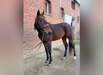 Trotteur français, Hongre, 5 Ans, 169 cm, Bai brun foncé