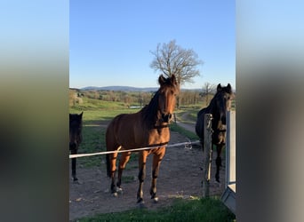 Trotteur français, Hongre, 6 Ans, 150 cm, Bai