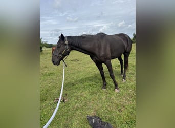 Trotteur français, Hongre, 6 Ans, 165 cm, Noir