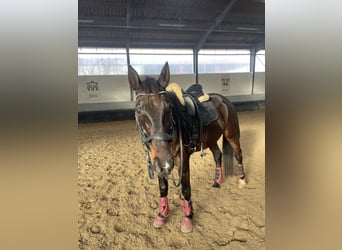 Trotteur français, Hongre, 7 Ans, 160 cm, Bai brun foncé