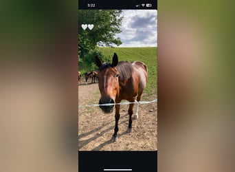 Trotteur français, Hongre, 7 Ans, 165 cm, Bai