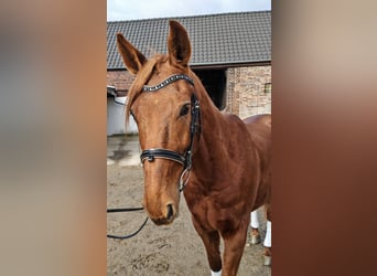 Trotteur français, Hongre, 8 Ans, 158 cm, Alezan