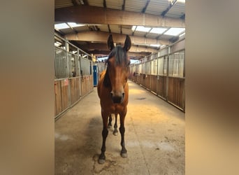 Trotteur français, Hongre, 8 Ans, 158 cm, Bai