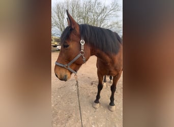 Trotteur français, Hongre, 8 Ans, 172 cm, Bai