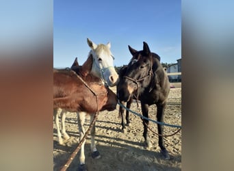 Trotteur français, Hongre, 9 Ans, 155 cm, Bai