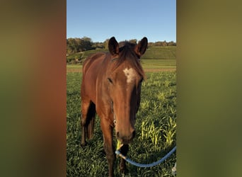 Trotteur français, Hongre, 9 Ans, 168 cm, Bai