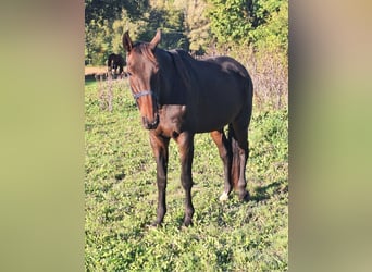 Trotteur français, Hongre, 9 Ans, 170 cm, Bai brun foncé