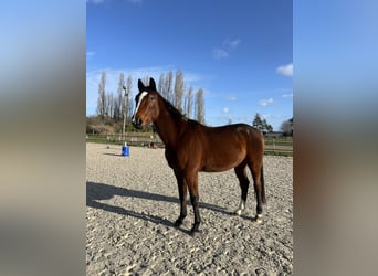 Trotteur français, Hongre, 9 Ans, 175 cm, Bai