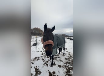 Trotteur français, Jument, 10 Ans, 162 cm, Bai brun