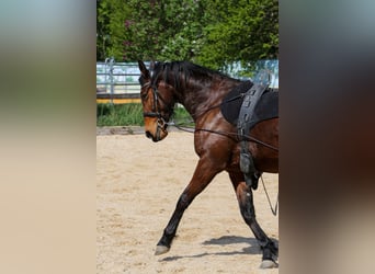 Trotteur français, Jument, 10 Ans, 163 cm, Bai cerise
