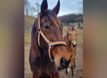 Trotteur français, Jument, 10 Ans, 163 cm, Bai cerise