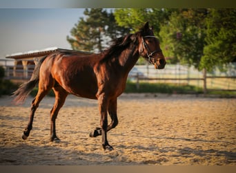Trotteur français, Jument, 10 Ans, 163 cm, Bai cerise