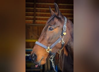 Trotteur français, Jument, 10 Ans, 163 cm, Bai cerise